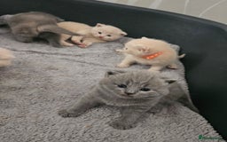 British Shorthair cats for sale: Pretty British shorthair  - Image 6