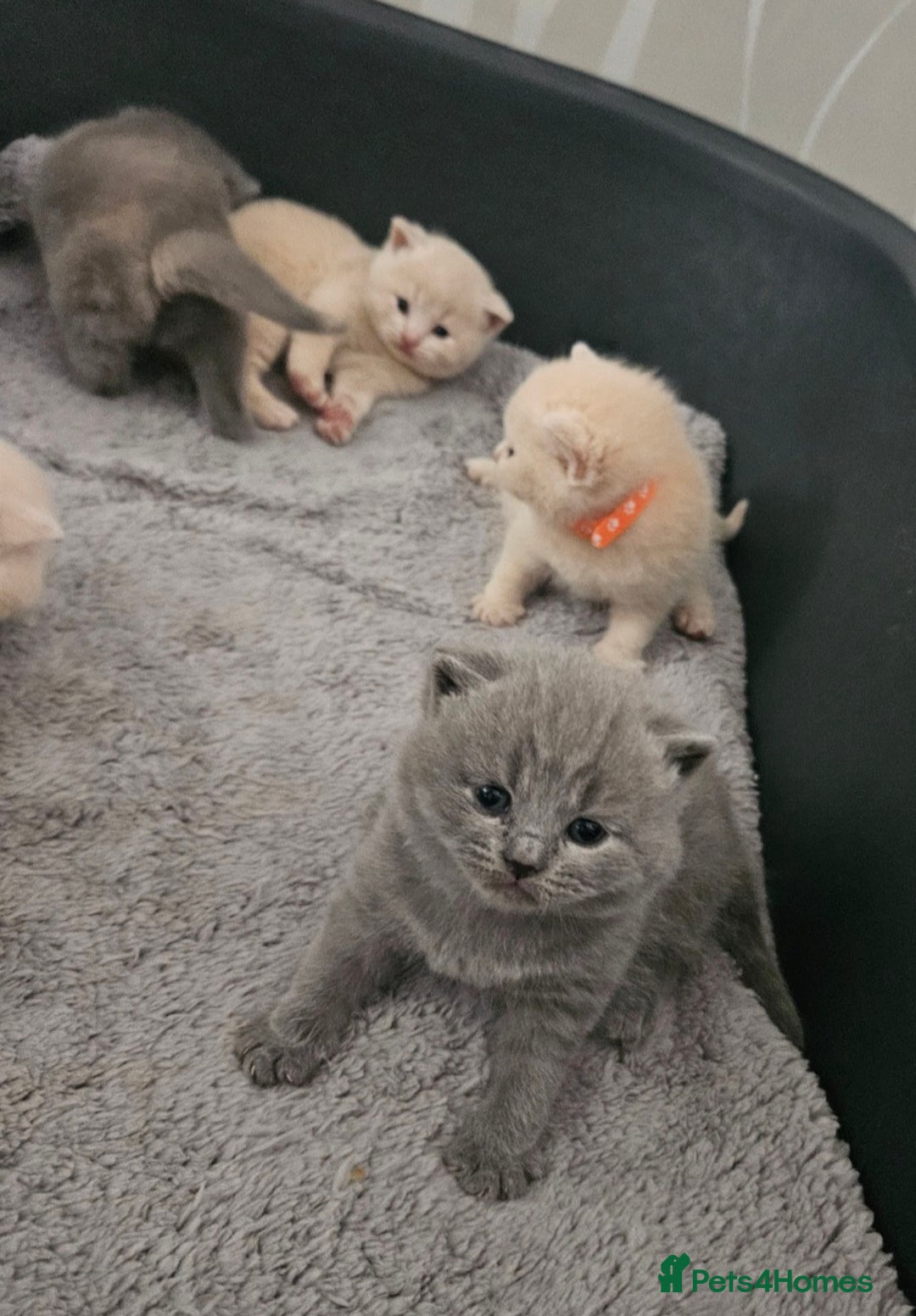 British Shorthair cats for sale: Pretty British shorthair  - Image 6