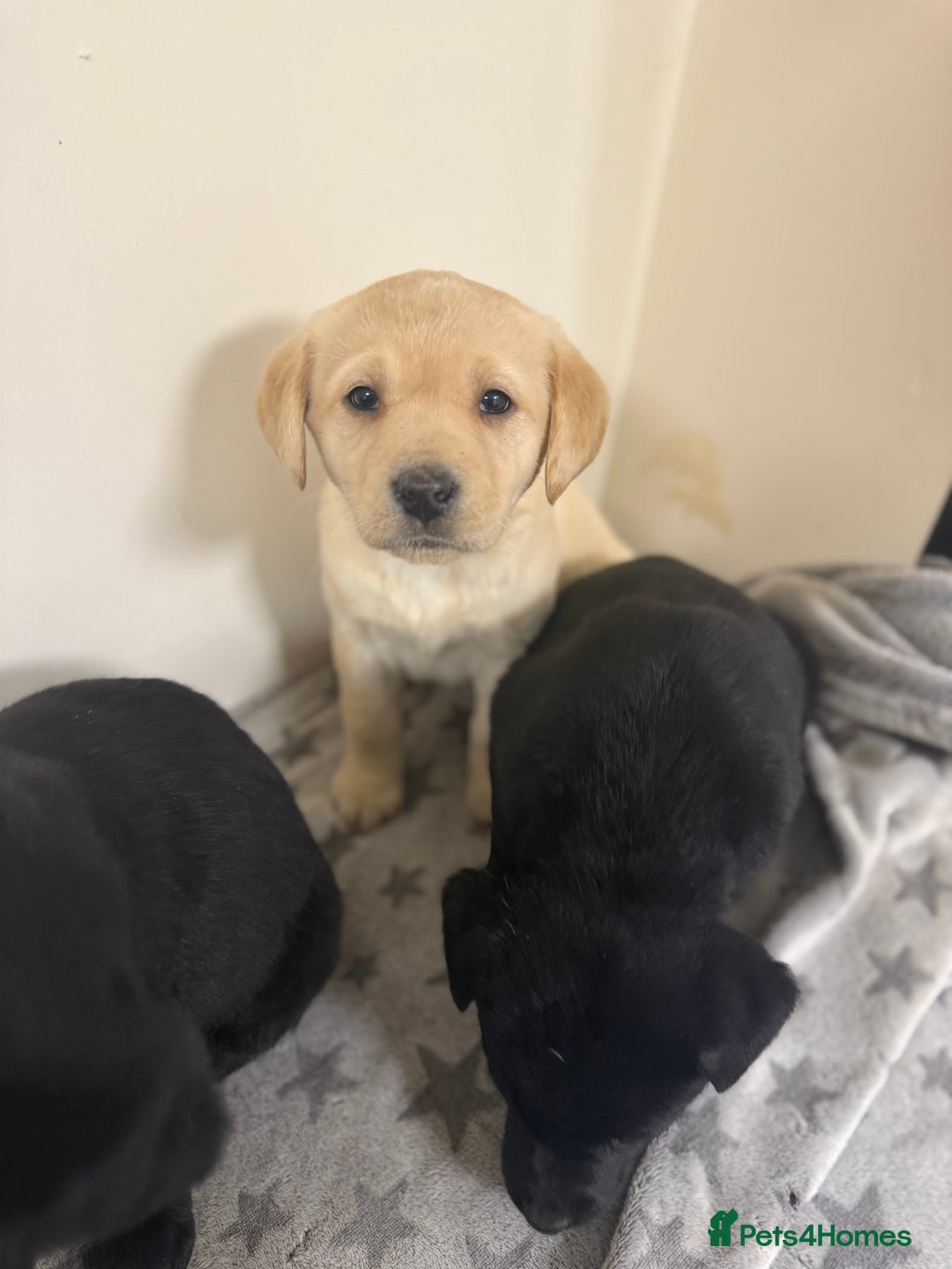 Labrador Retriever dogs for sale: Labradors - Advert 10