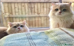 British Longhair cats for sale: Sweet Blue golden British Longhair boy  - Image 3