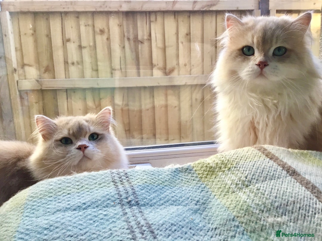 British Longhair cats for sale: Sweet Blue golden British Longhair boy  - Image 3