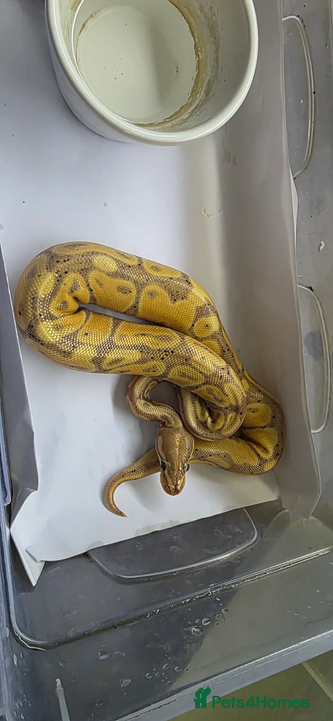 Python Snake reptiles for sale: Various ball pythons  - Advert 3