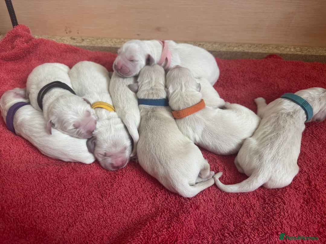 Golden Retriever dogs for sale: KC English Cream Golden Retriver puppy’s  in Sleaford - Image 17