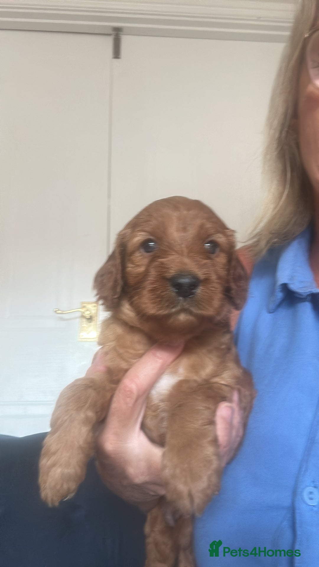 Irish Doodle dogs for sale: Gorgeous Miniature F1 Irish Doodles - Image 30