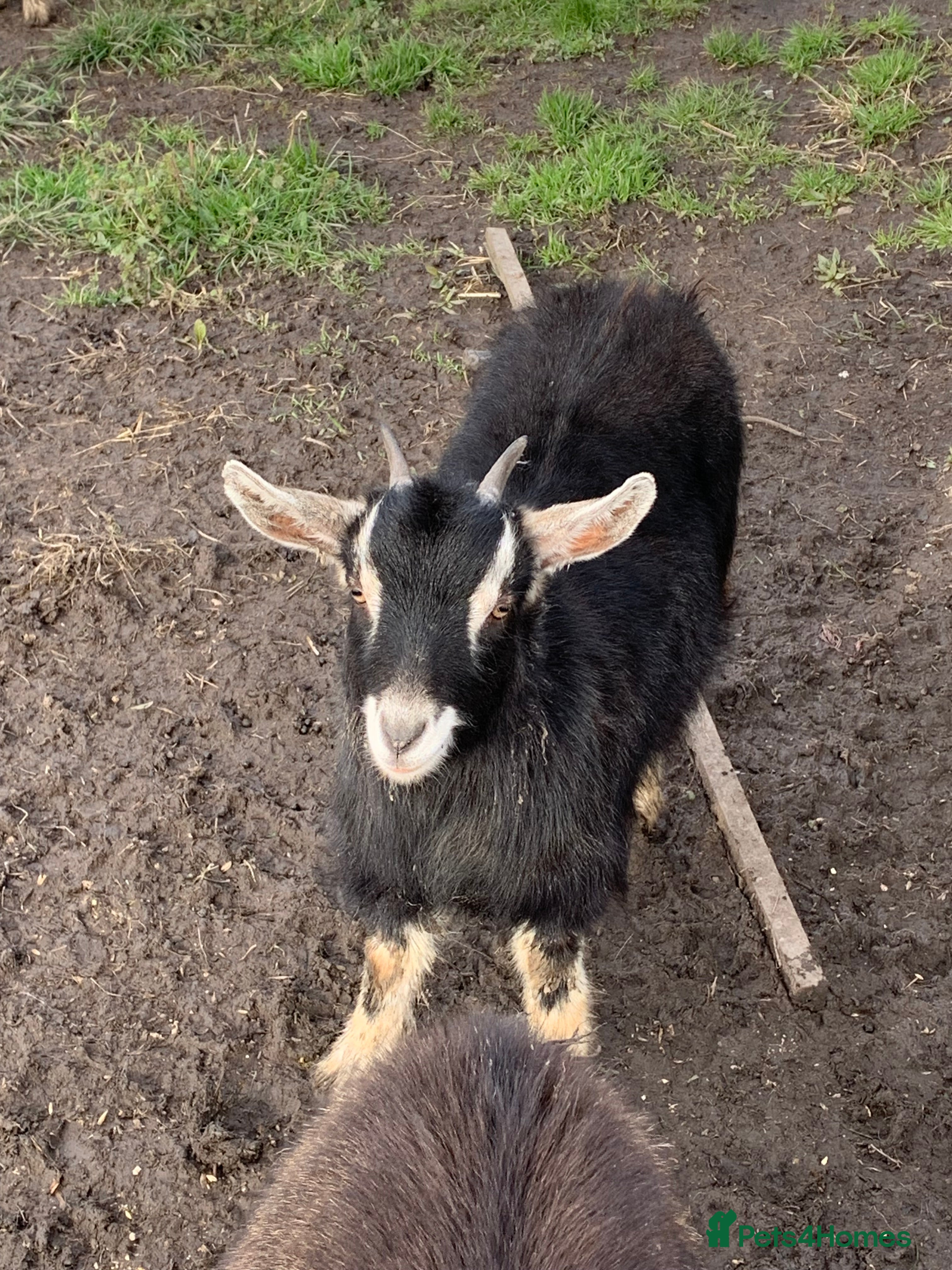 Goats livestock 2 female Pygmy goats  - Advert 3
