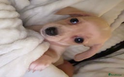 Dachshund dogs for sale: Gorgeous mini Dacshund X puppies🐾 - Advert 5