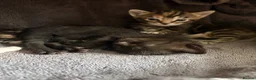 Mixed Breed cats for sale: Four Gorgeous Kittens  - Advert 13