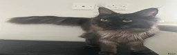 Maine Coon cats for sale: 2 year old Black Smoke Female mainecoon  - Advert 4