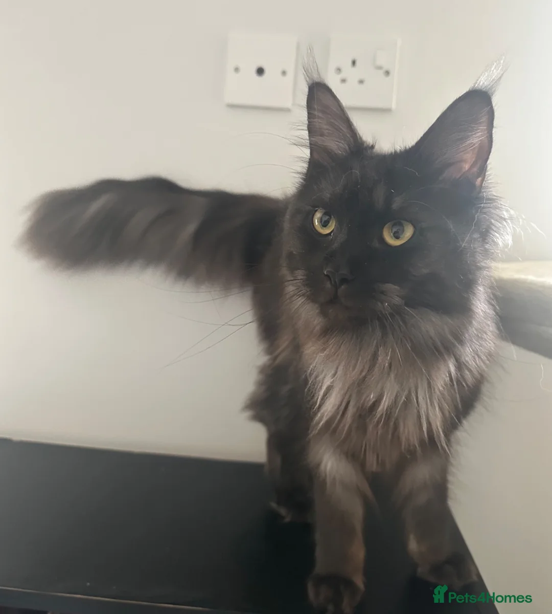 Maine Coon cats for sale: 2 year old Black Smoke Female mainecoon  - Advert 4