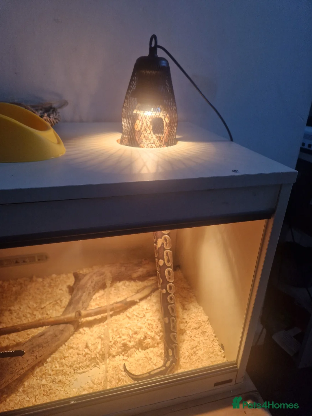 Python Snake reptiles for sale: Royal python 1yr old full setup in Rhyl - Advert 4