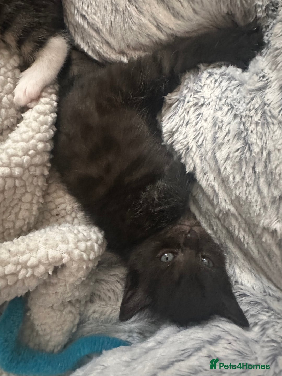 Bengal cats for sale: Queen boo 💕❤️ - Image 10