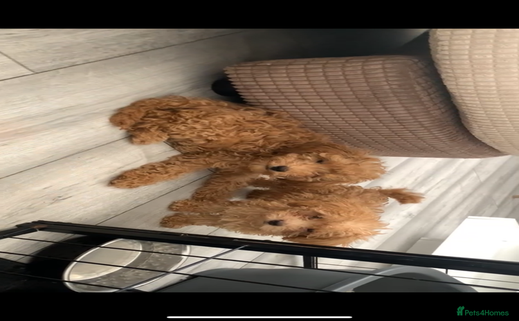 Poochon dogs - Advert 7