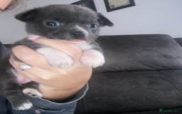 Chihuahua dogs for sale: 2 chihuahua puppies ready the 22/9/25  - Image 6