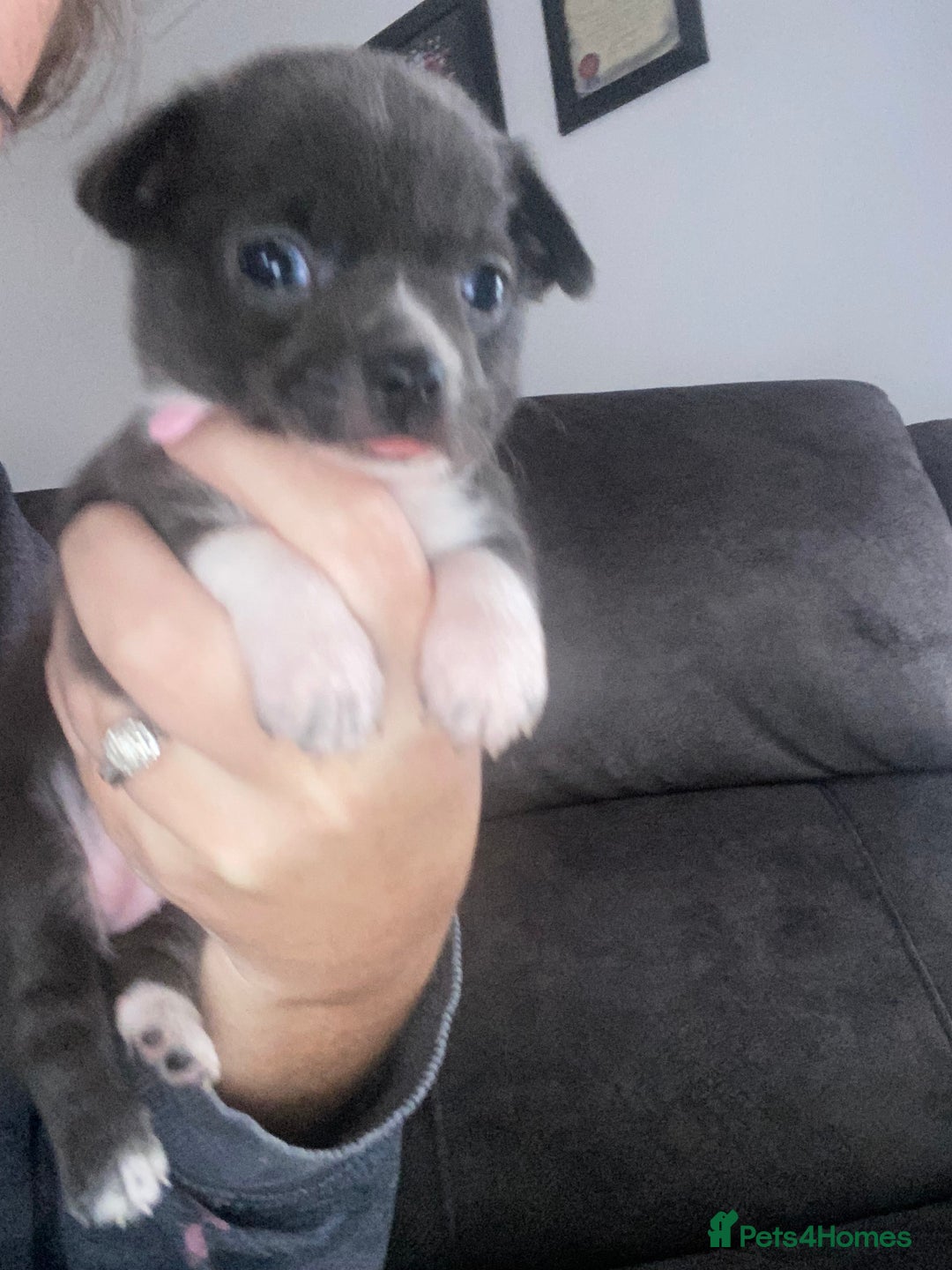 Chihuahua dogs for sale: 2 chihuahua puppies ready the 22/9/25  - Image 6