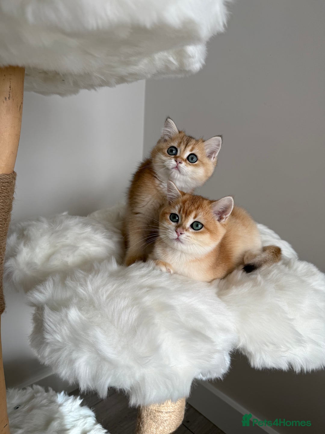 British Shorthair cats for sale: British Shorthair Golden Lilac kittens  - Image 29
