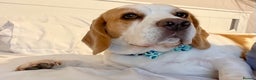 Beagle dogs for sale: Freddy needs a loving home - Advert 4