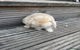 Mini Lop rabbits for sale: 2 Pure Mini Lop Bunnies - Image 6