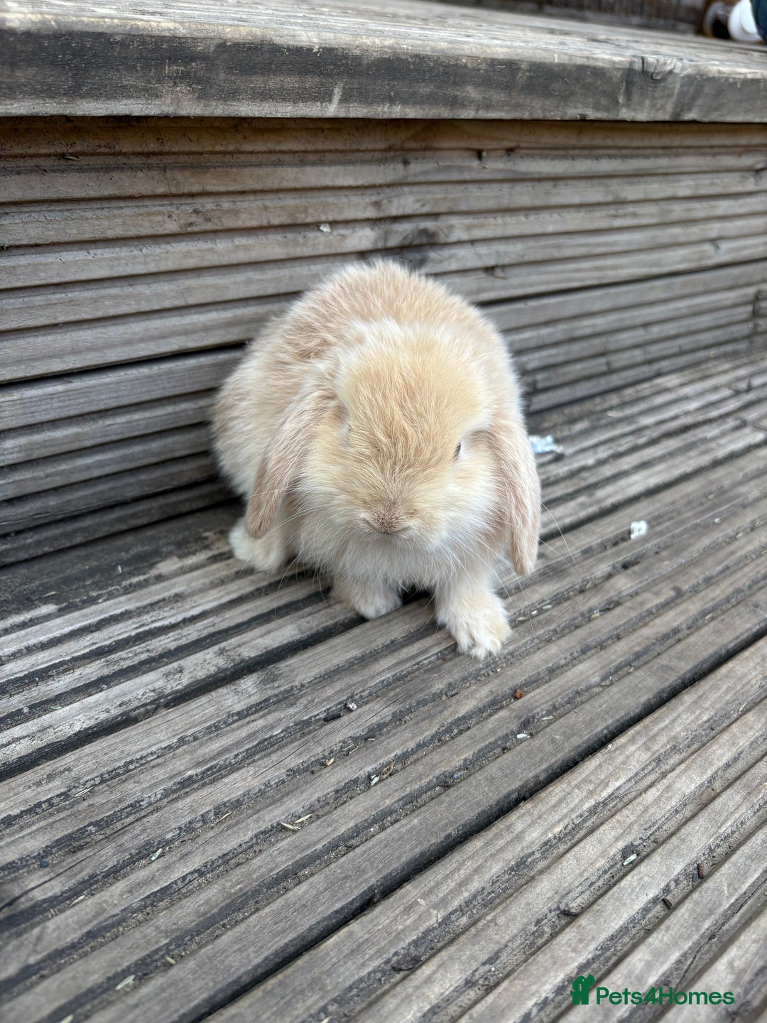 Mini Lop rabbits for sale: 2 Pure Mini Lop Bunnies - Image 6