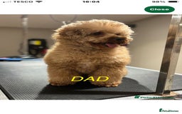 Cockapoo dogs for sale: f1b tiny cockapoo puppies - Image 5