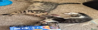 Bengal 5