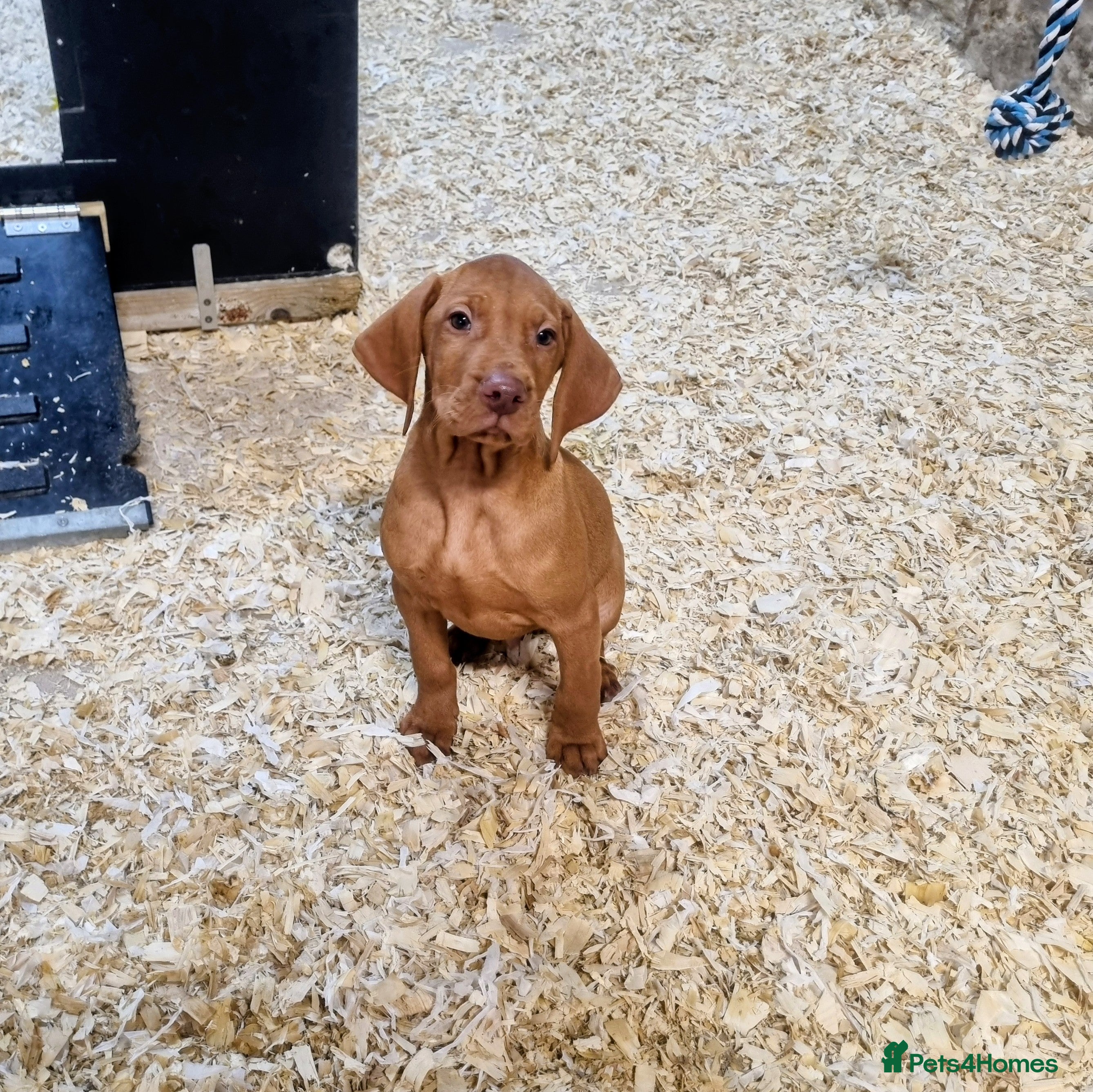 Hungarian Vizsla dogs Stunning KC Hungarian Vizsla Puppies  - Advert 5