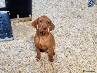 Hungarian Vizsla dogs Stunning KC Hungarian Vizsla Puppies - Advert 5