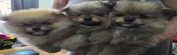Pomeranian dogs for sale: Pomeranian puppies for sale 🐶🐾 - Advert 5