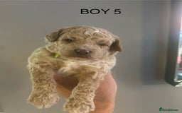 Poochon dogs for sale: Miniature toy poochons - Image 12