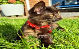Mixed Breed cats for sale: Norwegian x pixiebob kittens mix available  - Image 36