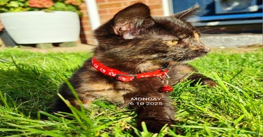Mixed Breed cats - Advert 15