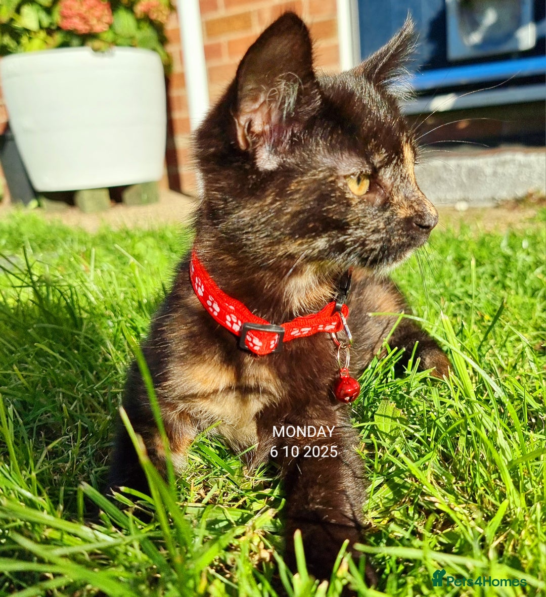 Mixed Breed cats for sale: Norwegian x pixiebob kittens mix available  - Image 36