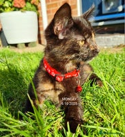 Mixed Breed cats - Advert 9