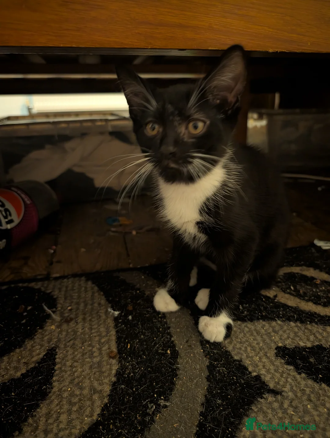 Mixed Breed cats for sale: 2 gorgeous tuxedo kittens - Advert 7