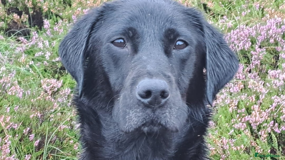 Labrador Retriever dogs for sale: Gorgeous FTCH bred Labrador pups - Image 7
