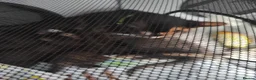 Mixed Breed cats for sale: 5 kittens available from may 20th - Advert 6