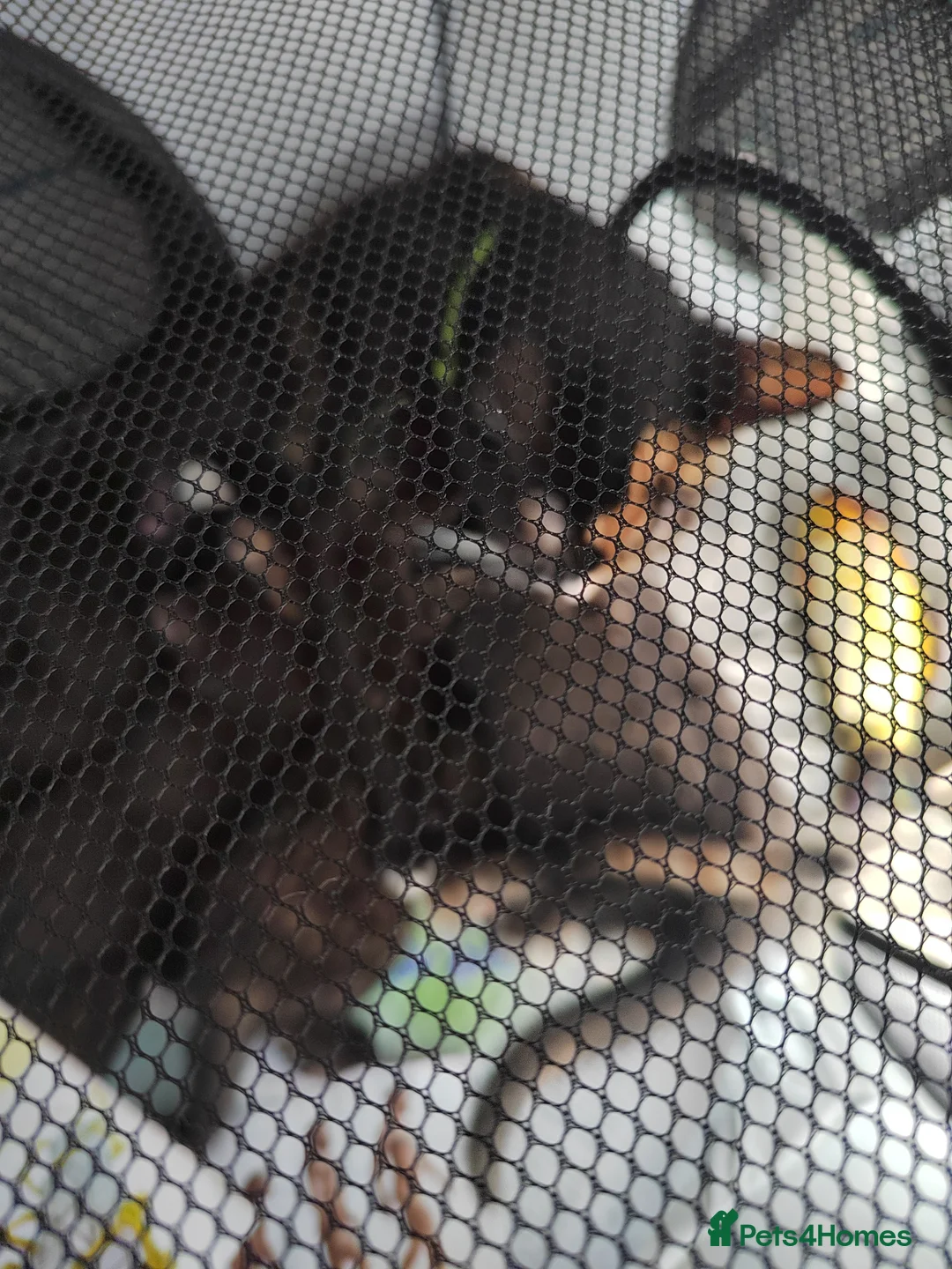 Mixed Breed cats for sale: 5 kittens available from may 20th - Advert 6