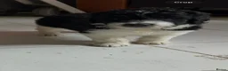 Mixed Breed dogs for sale:  bernedoodles - Advert 21