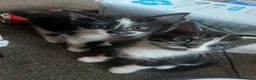Norwegian Forest Cat cats for sale: 5 beautiful norwegian forest kittens  - Advert 1