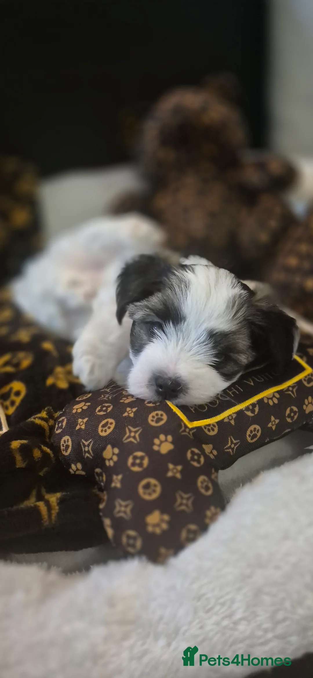 Yorkshire Terrier dogs for sale: Beautiful Biewer Yorkshire terrier boy - Advert 4