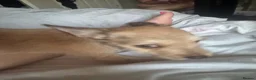 Mixed Breed dogs for sale: Chihuahua mix puppies available now - Advert 7