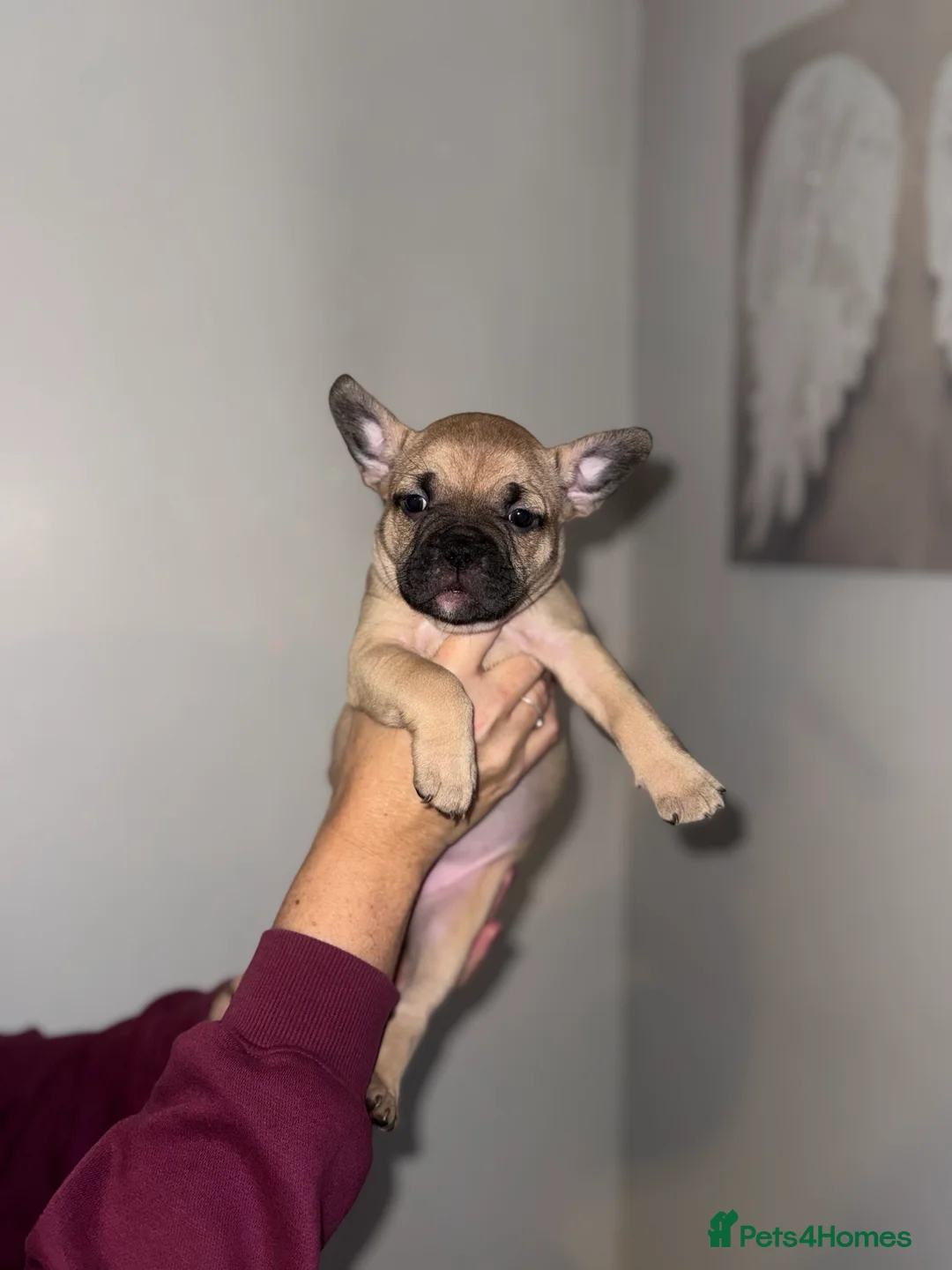 Mixed Breed dogs for sale: French bulldog / pocket bully puppies in Witham - Advert 12