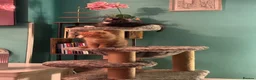 Persian cats for sale: Stunning persian kittens - Advert 14