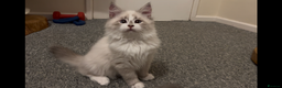 Siberian cats for sale: Sweet human friendly Siberians  - Advert 1