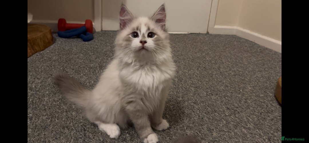 Siberian cats for sale: Sweet human friendly Siberians  - Advert 1