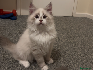 Siberian cats Sweet human friendly Siberians - Advert 7