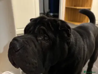 Shar Pei dogs Chaos - Advert 12