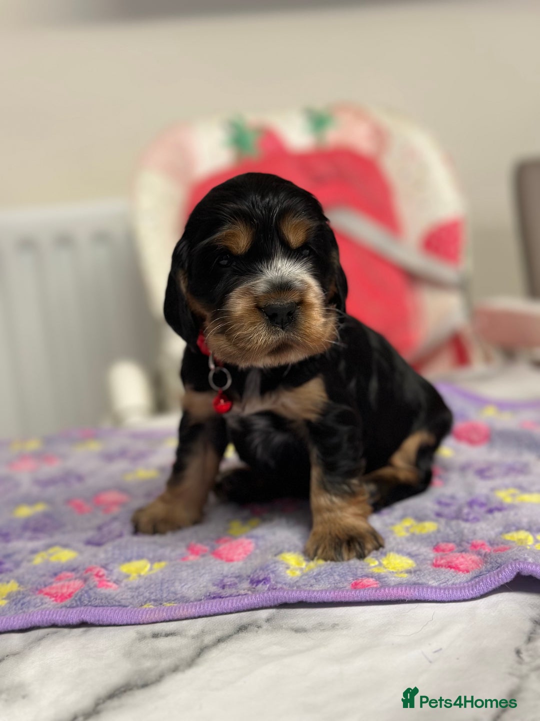 Cocker Spaniel dogs for sale: Health tested clear tan point show cocker puppies - Image 2
