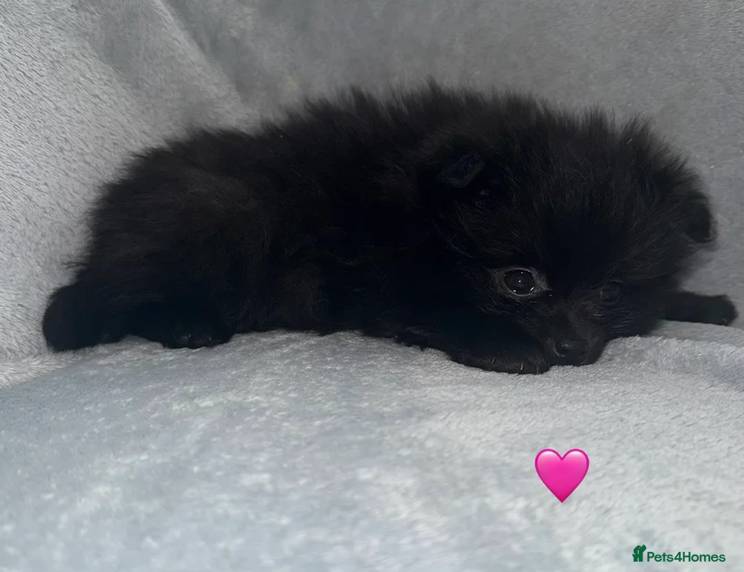 Pomeranian dogs for sale: Stunning Pomeranian Puppy’s 🫶🏽 - Advert 4