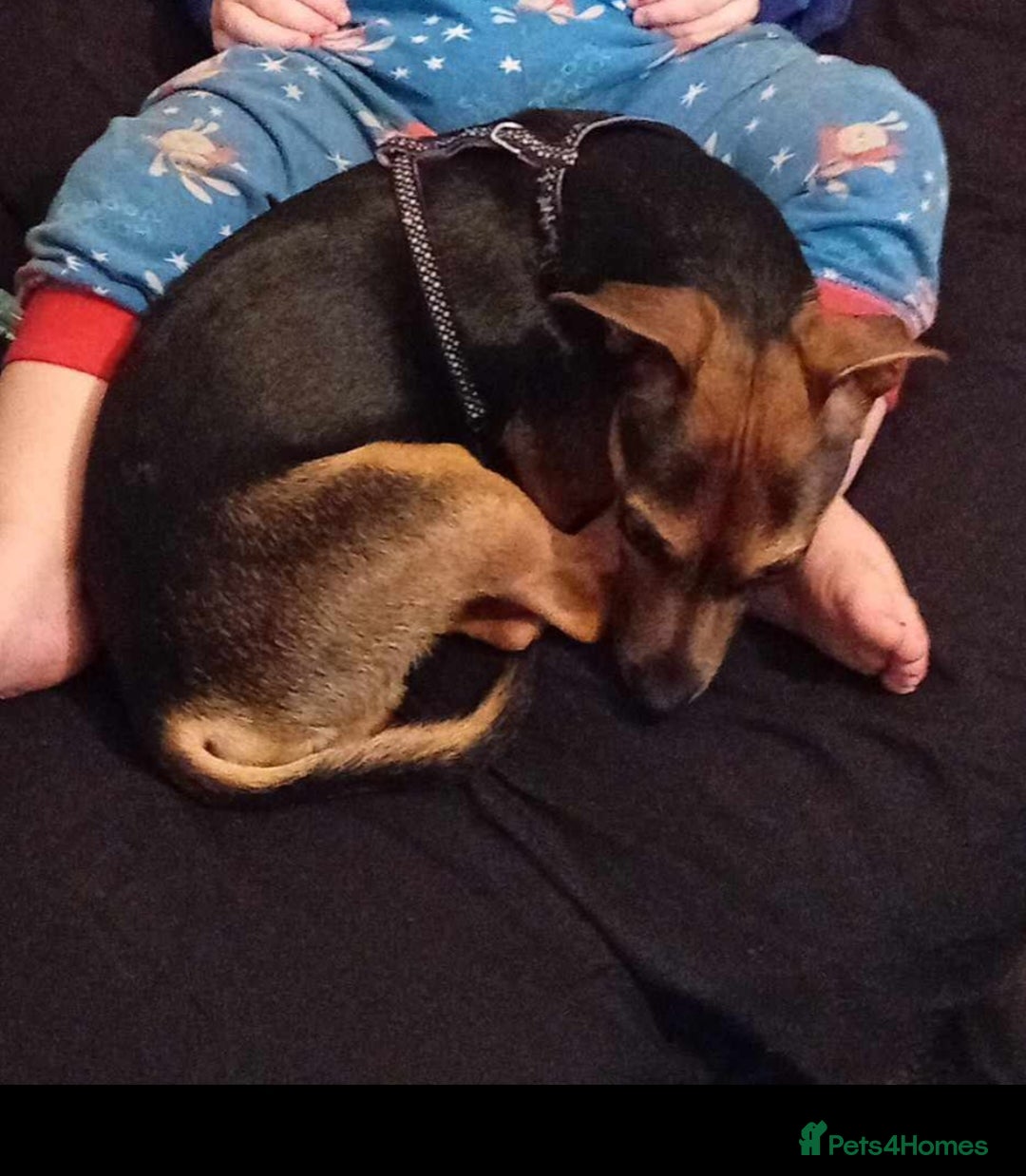 Mixed Breed dogs for sale: Meet Ozzy 5Yr old Jack-Chi - Image 1