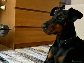 Dobermann dogs Female doberman - Advert 1